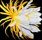 Flor de cactus