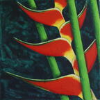 Heliconia G
