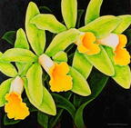 Cattleyas verdes